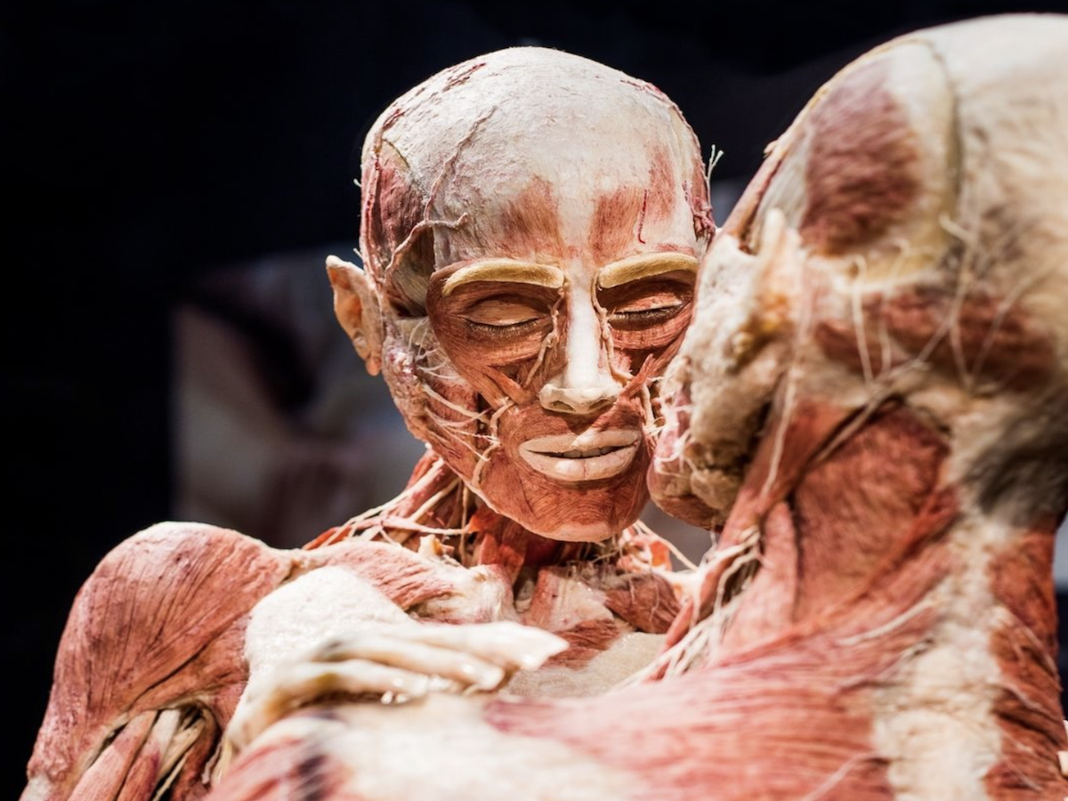 BODY WORLDS Amsterdam