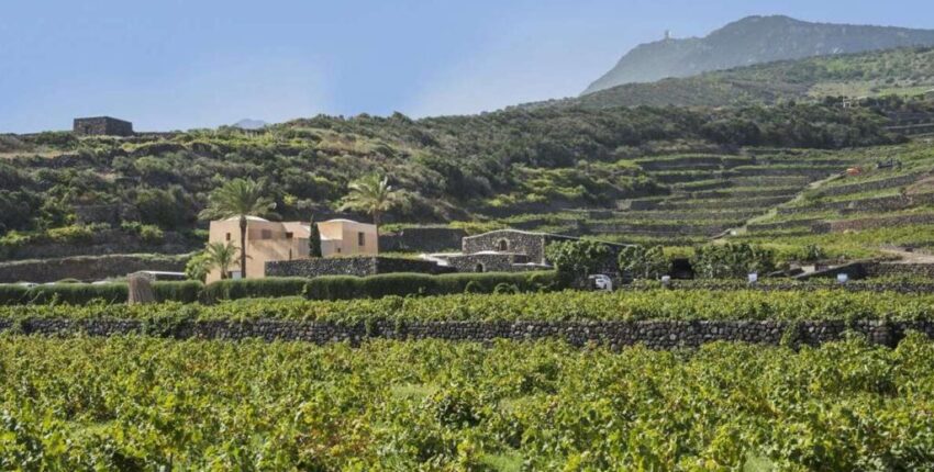 Wine Tasting Experience at Donnafugata Vineyard, Pantelleria